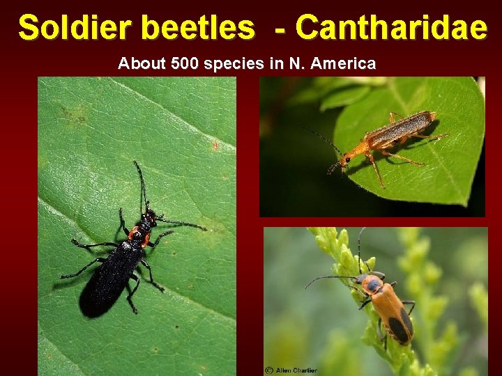 Soldier beetles - Cantharidae About 500 species in N. America 