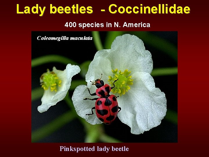 Lady beetles - Coccinellidae 400 species in N. America Coleomegilla maculata Pinkspotted lady beetle