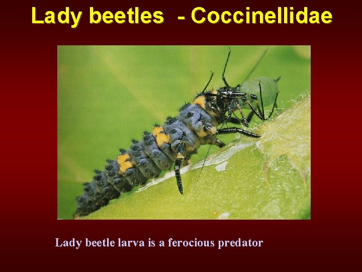 Lady beetles - Coccinellidae Lady beetle larva is a ferocious predator 