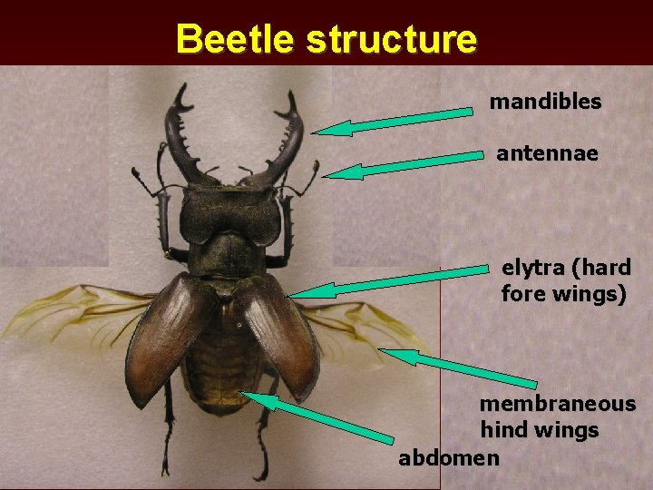 Beetle structure mandibles antennae elytra (hard fore wings) membraneous hind wings abdomen 