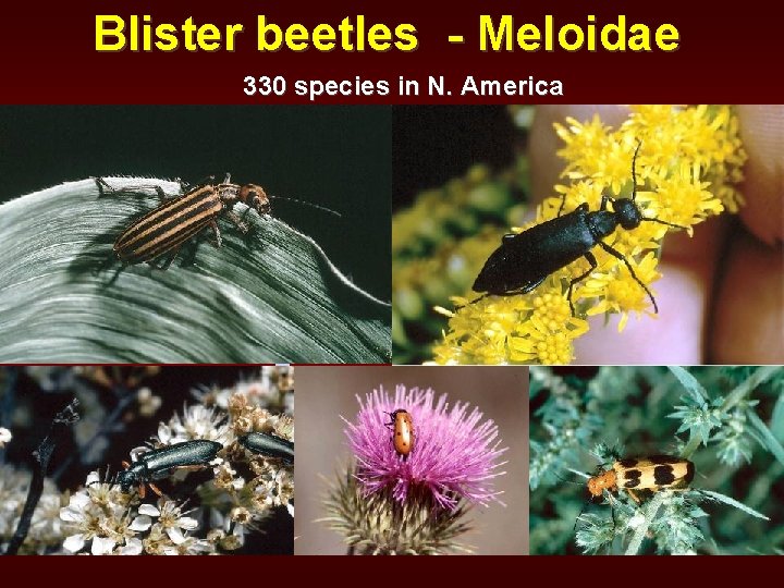 Blister beetles - Meloidae 330 species in N. America 