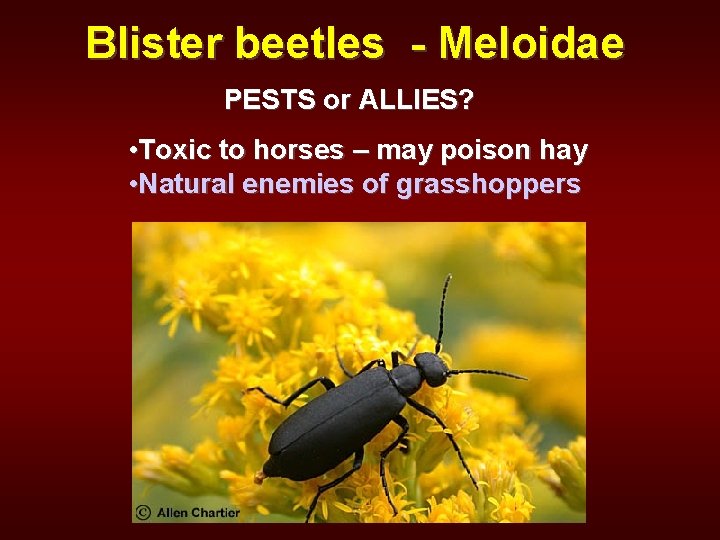 Blister beetles - Meloidae PESTS or ALLIES? • Toxic to horses – may poison