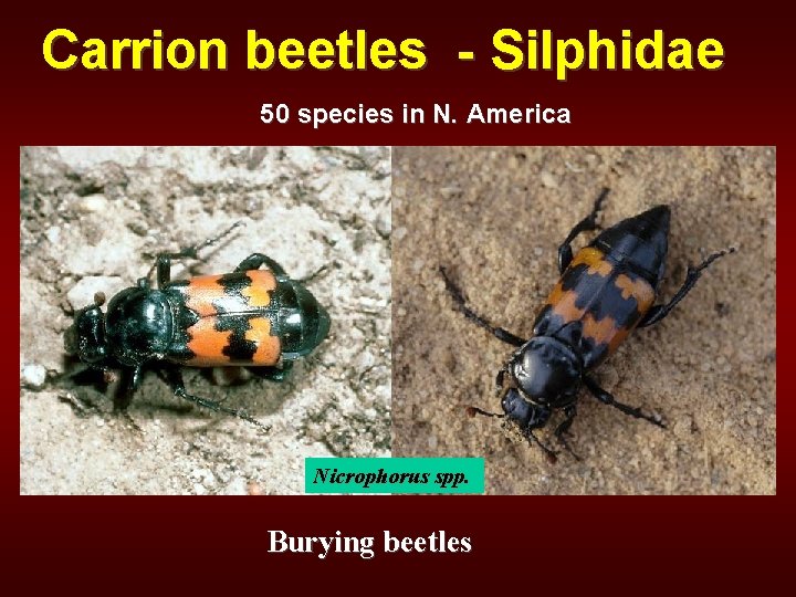 Carrion beetles - Silphidae 50 species in N. America Nicrophorus spp. Burying beetles 