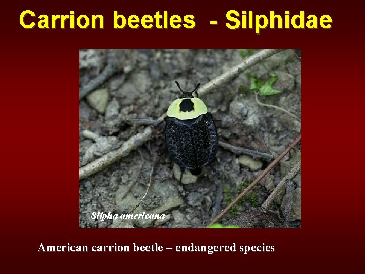 Carrion beetles - Silphidae Silpha americana American carrion beetle – endangered species 