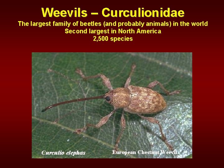 Weevils – Curculionidae The largest family of beetles (and probably animals) in the world