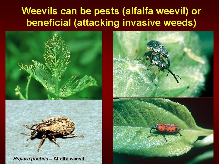 Weevils can be pests (alfalfa weevil) or beneficial (attacking invasive weeds) Hypera postica –