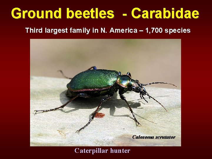 Ground beetles - Carabidae Third largest family in N. America – 1, 700 species