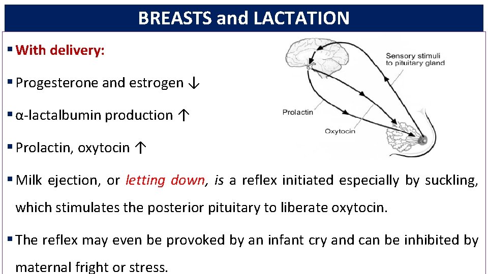 BREASTS and LACTATION § With delivery: § Progesterone and estrogen ↓ § α-lactalbumin production