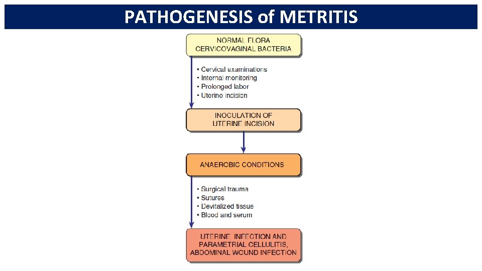 PATHOGENESIS of METRITIS 