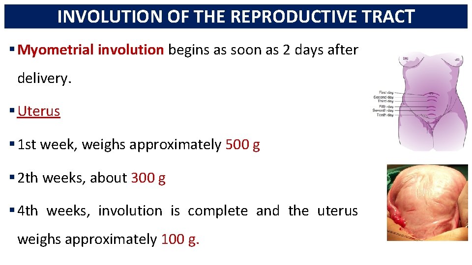 INVOLUTION OF THE REPRODUCTIVE TRACT § Myometrial involution begins as soon as 2 days