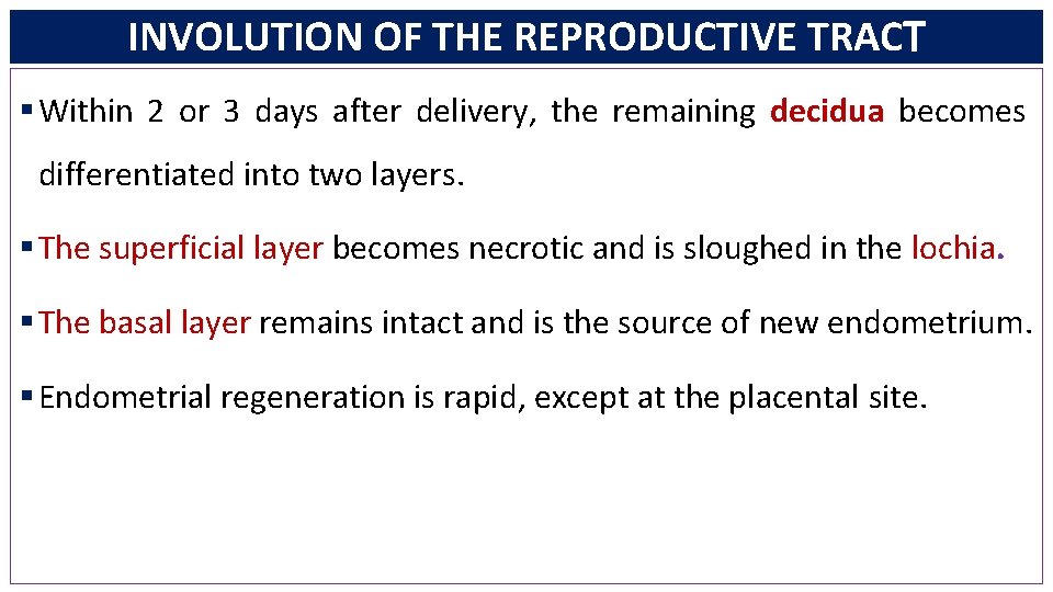 INVOLUTION OF THE REPRODUCTIVE TRACT § Within 2 or 3 days after delivery, the