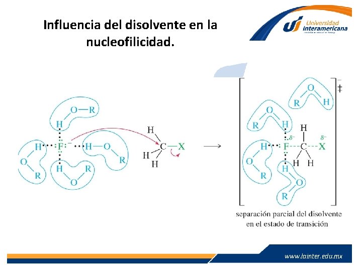 Influencia del disolvente en la nucleofilicidad. www. lainter. edu. mx 