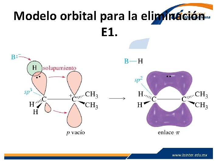 Modelo orbital para la eliminación E 1. www. lainter. edu. mx 