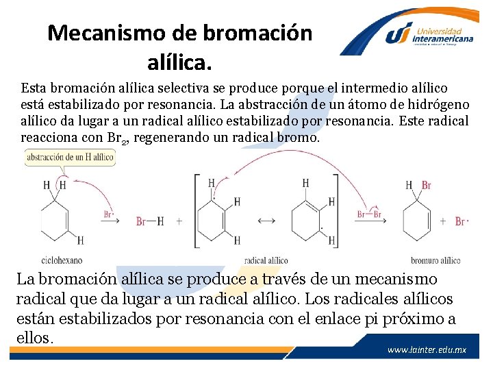 Mecanismo de bromación alílica. Esta bromación alílica selectiva se produce porque el intermedio alílico