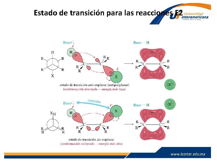 Estado de transición para las reacciones E 2 www. lainter. edu. mx 