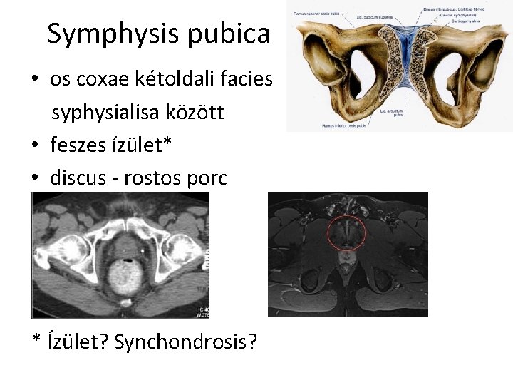 Symphysis pubica • os coxae kétoldali facies syphysialisa között • feszes ízület* • discus