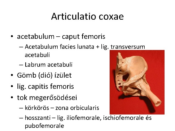 Articulatio coxae • acetabulum – caput femoris – Acetabulum facies lunata + lig. transversum