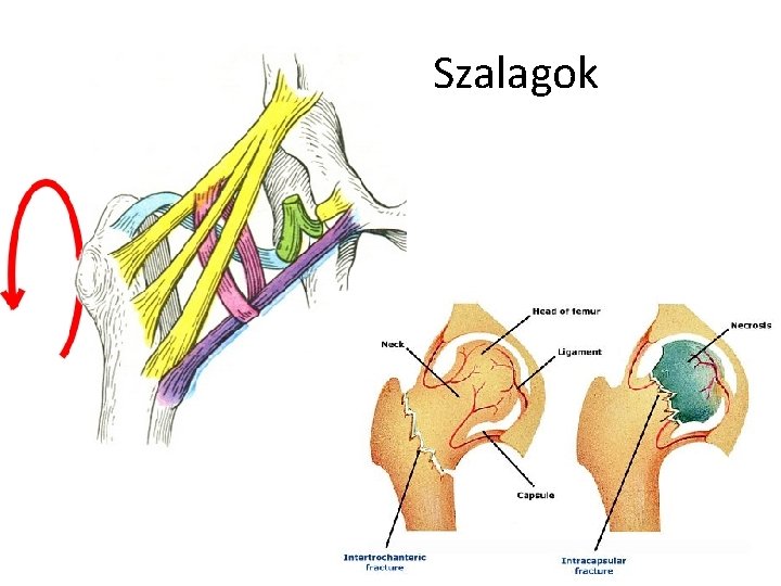 Szalagok 