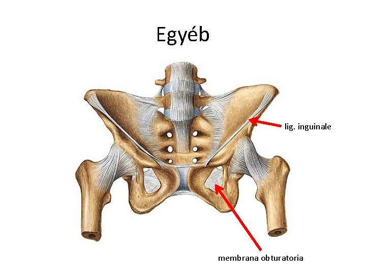 Egyéb lig. inguinale membrana obturatoria 