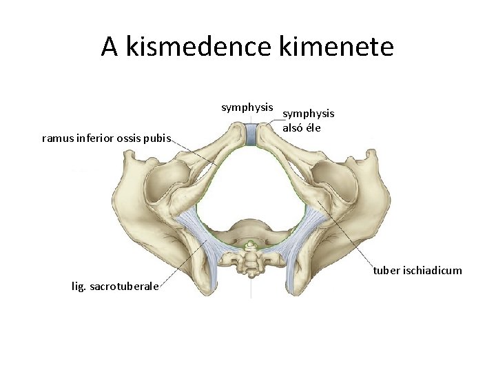 A kismedence kimenete ramus inferior ossis pubis symphysis alsó éle tuber ischiadicum lig. sacrotuberale