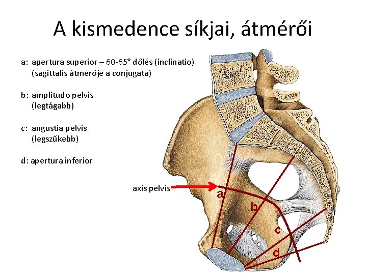 A kismedence síkjai, átmérői a: apertura superior – 60 -65° dőlés (inclinatio) (sagittalis átmérője