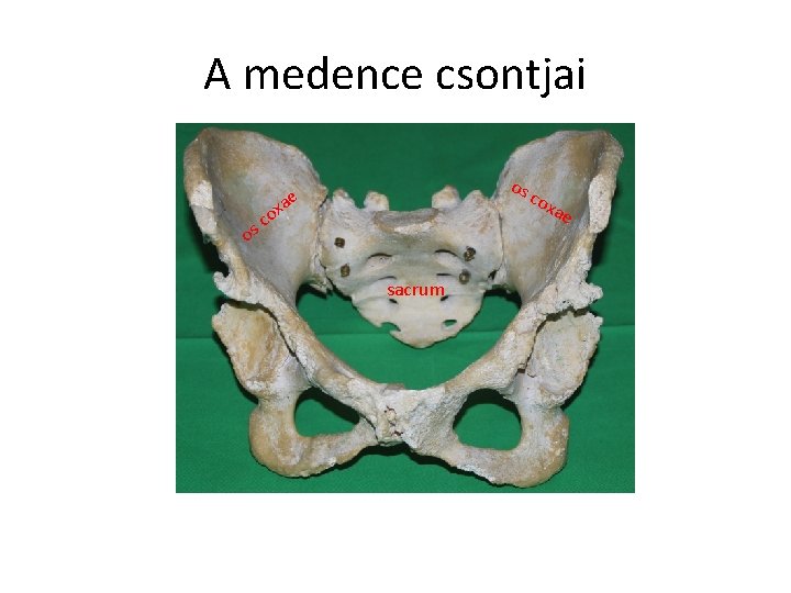 A medence csontjai os c ae x o oxa c s o sacrum e