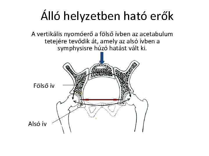 Álló helyzetben ható erők A vertikális nyomóerő a fölső ívben az acetabulum tetejére tevődik