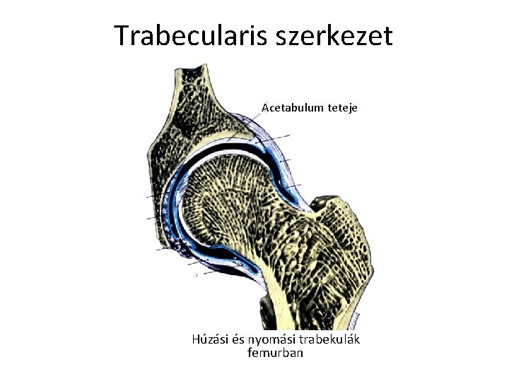 Trabecularis szerkezet Acetabulum teteje Húzási és nyomási trabekulák femurban 