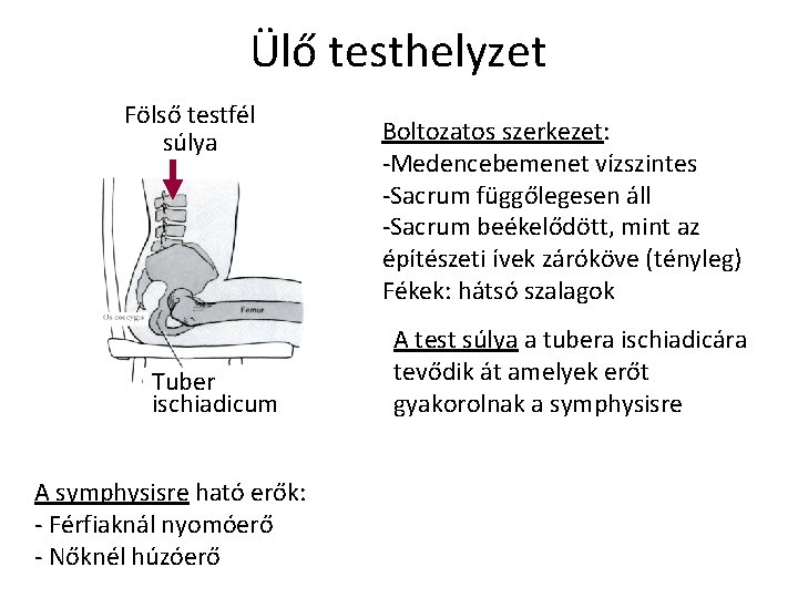 Ülő testhelyzet Fölső testfél súlya Tuber ischiadicum A symphysisre ható erők: - Férfiaknál nyomóerő