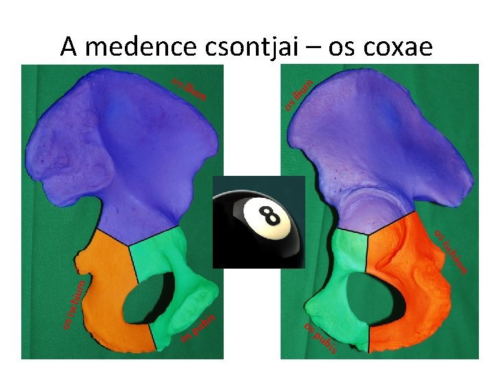 m iliu os os m A medence csontjai – os coxae os os is