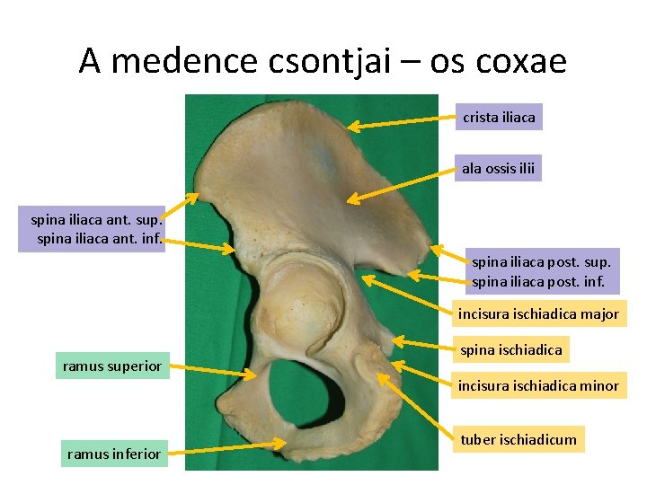 A medence csontjai – os coxae crista iliaca ala ossis ilii spina iliaca ant.