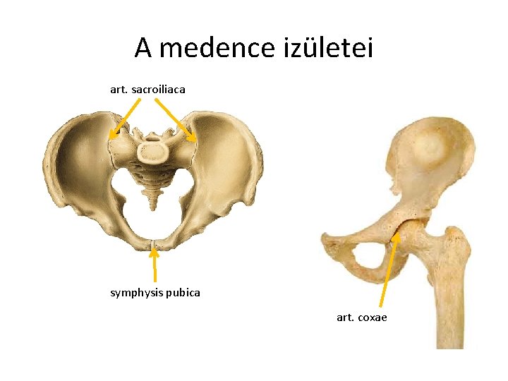 A medence izületei art. sacroiliaca symphysis pubica art. coxae 