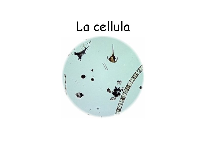 La cellula 