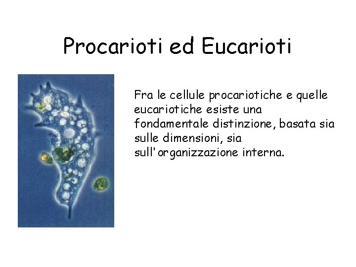 Procarioti ed Eucarioti Fra le cellule procariotiche e quelle eucariotiche esiste una fondamentale distinzione,