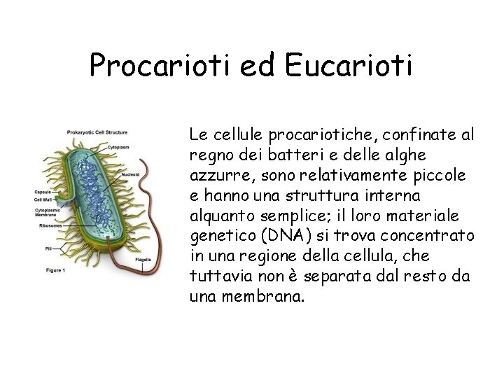 Procarioti ed Eucarioti Le cellule procariotiche, confinate al regno dei batteri e delle alghe