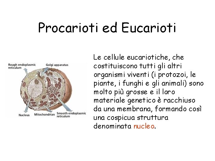 Procarioti ed Eucarioti Le cellule eucariotiche, che costituiscono tutti gli altri organismi viventi (i