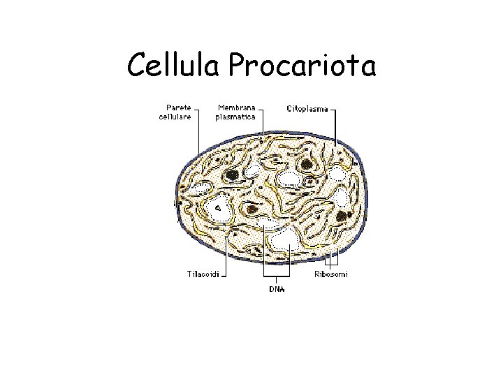 Cellula Procariota 