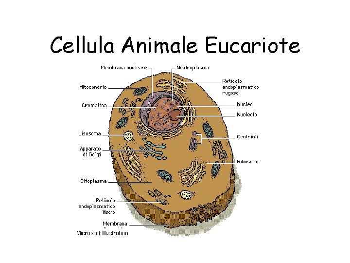 Cellula Animale Eucariote 