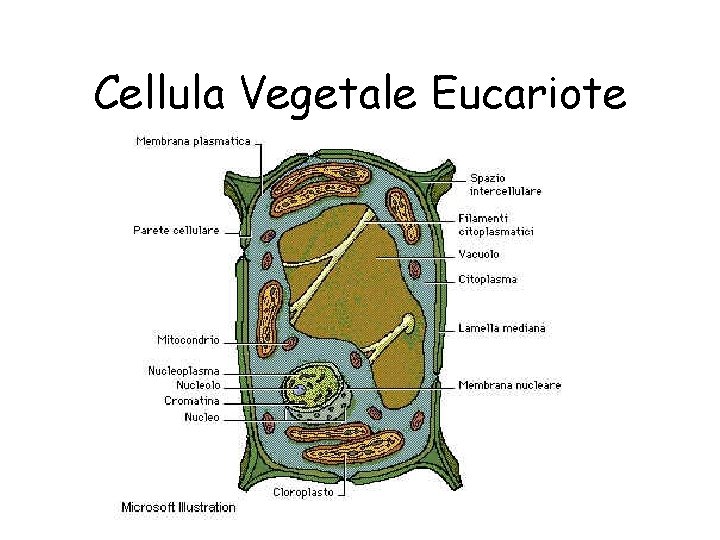 Cellula Vegetale Eucariote 
