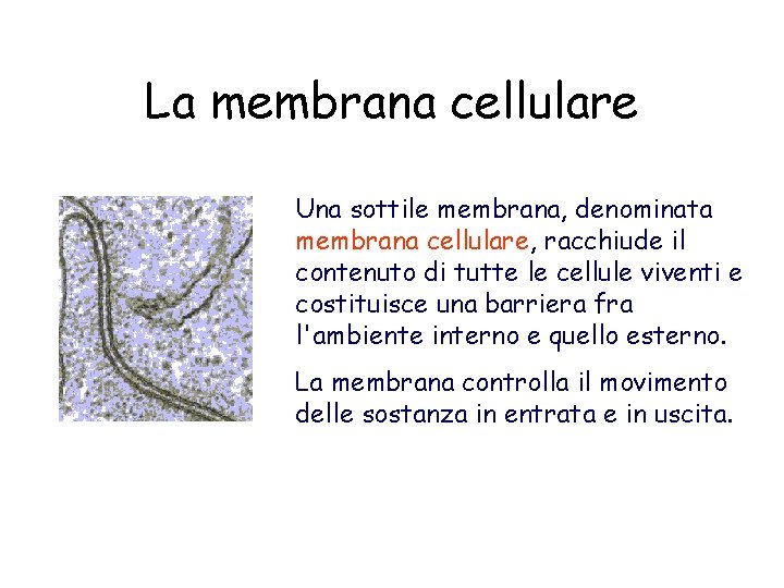 La membrana cellulare Una sottile membrana, denominata membrana cellulare, racchiude il contenuto di tutte