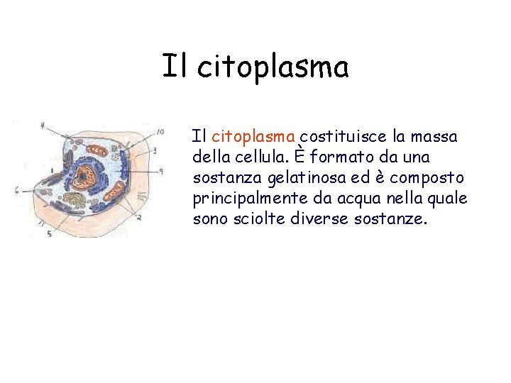 Il citoplasma costituisce la massa della cellula. È formato da una sostanza gelatinosa ed