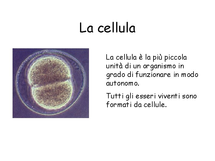 La cellula è la più piccola unità di un organismo in grado di funzionare