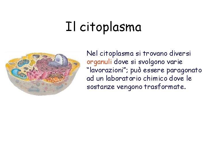 Il citoplasma Nel citoplasma si trovano diversi organuli dove si svolgono varie “lavorazioni”; può