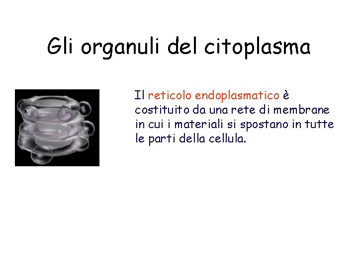 Gli organuli del citoplasma Il reticolo endoplasmatico è costituito da una rete di membrane