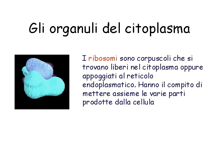 Gli organuli del citoplasma I ribosomi sono corpuscoli che si trovano liberi nel citoplasma