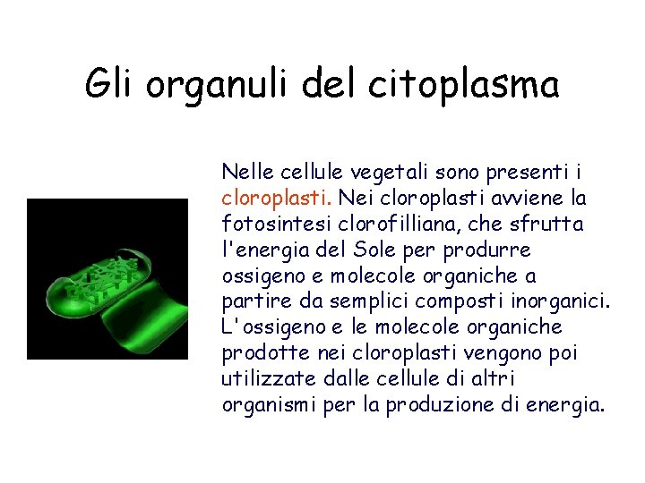 Gli organuli del citoplasma Nelle cellule vegetali sono presenti i cloroplasti. Nei cloroplasti avviene