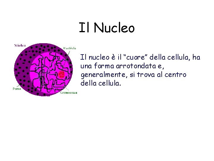 Il Nucleo Il nucleo è il “cuore” della cellula, ha una forma arrotondata e,
