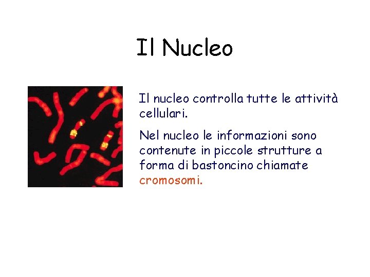 Il Nucleo Il nucleo controlla tutte le attività cellulari. Nel nucleo le informazioni sono