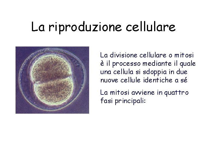 La riproduzione cellulare La divisione cellulare o mitosi è il processo mediante il quale