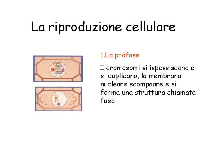 La riproduzione cellulare 1. La profase I cromosomi si ispessiscono e si duplicano, la